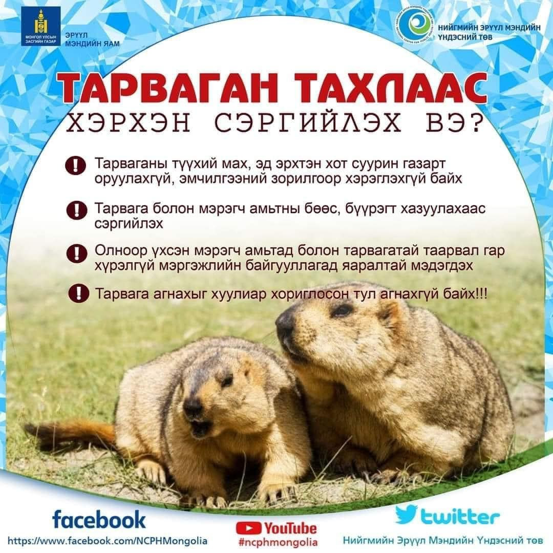 ТАРВАГАН ТАХАЛ ӨВЧНӨӨС СЭРГИЙЛЬЕ❗️❗️❗️